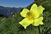 18 Giallo splendente della pulsatilla alpina sulfurea